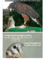 asmalllkestrel-tried-to-steal-dinner-from-a-harris-hawk-the-29673964.png