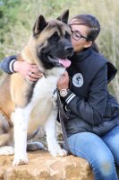 chiens-Akita-americain-02903aa1-8bbf-38e4-e1cd-f8fb0087ba0a_min.jpg