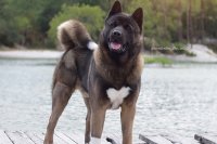 fiche-race-akita-americain.jpg