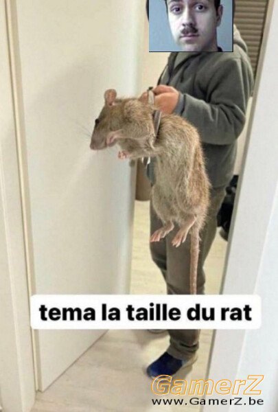 tema rat2.jpg